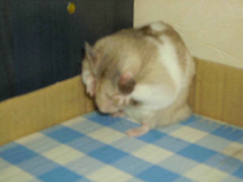 Mon cherii nouga ( hamster ) Imgp4910