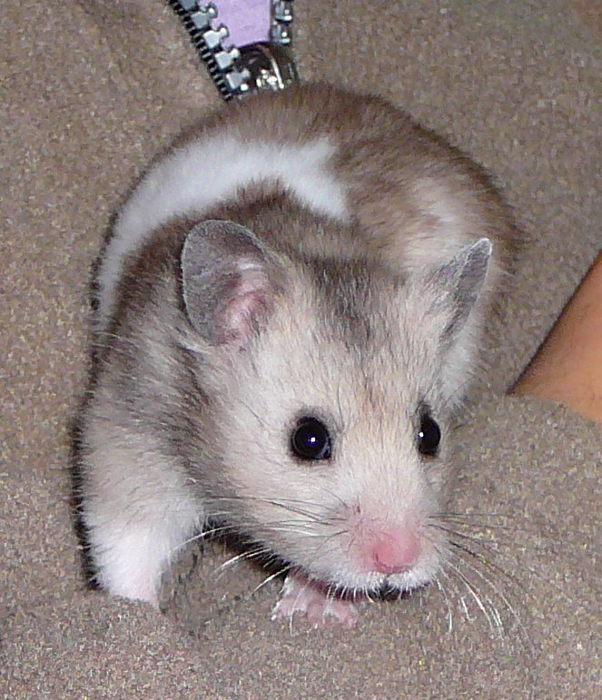 Mon cherii nouga ( hamster ) P1030711