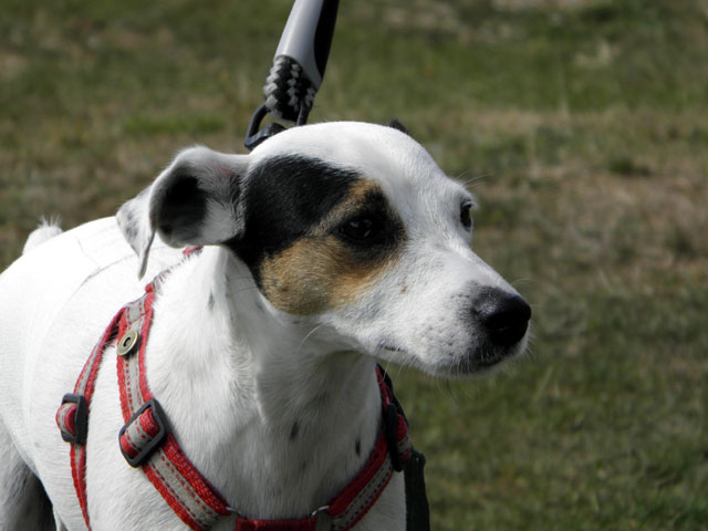 CANELLE (Jack Russel) Cannel11