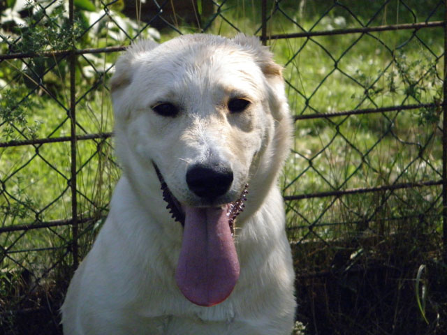 EROS (Labrador sable) Eros1110