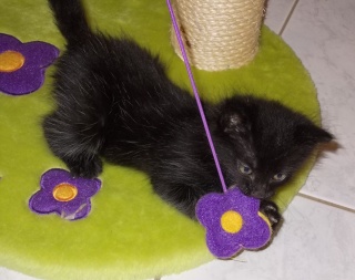 5 petits chatons  Noir10