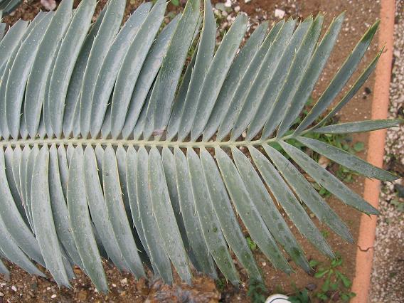 encephalartos inconnu Enceph11