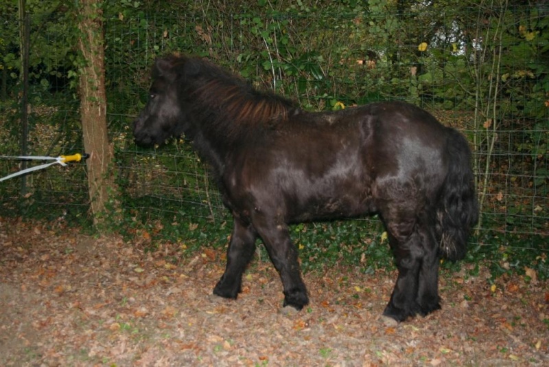 KIRIKOU - ONC poney né en 2003 - adopté en mars 2009 par Asa et fick63 - Page 2 Img_9617