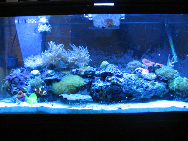 FINALLY....here's some of our tank Img_2210