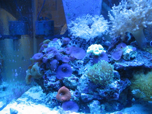 FINALLY....here's some of our tank Img_2212