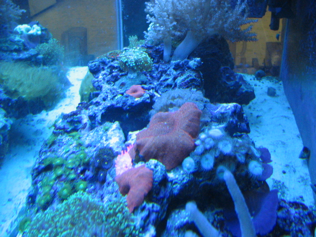 FINALLY....here's some of our tank Img_2214