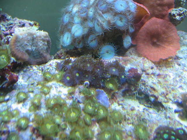 FINALLY....here's some of our tank Img_2318