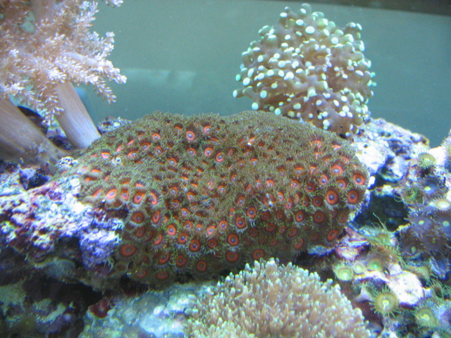 FINALLY....here's some of our tank Img_2319