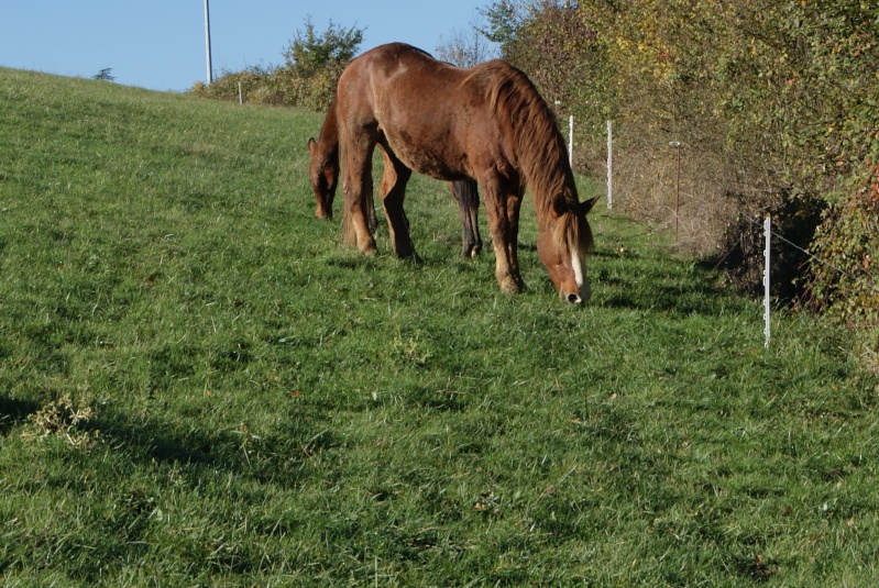 Petit coucou du Sud Ouest!!! Dsc04512