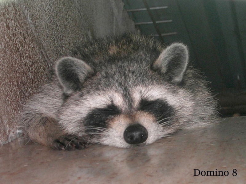 Belles photos d'animaux sauvages - Page 25 5ennye10