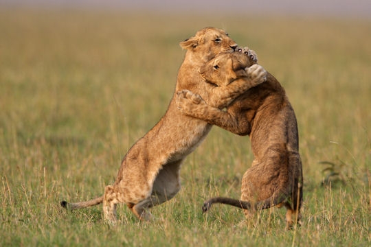 Belles photos d'animaux sauvages - Page 27 Combat10