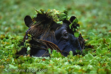 Belles photos d'animaux sauvages - Page 19 Hippo_10