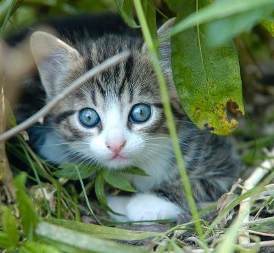 Belles photos d'animaux familiers - Page 5 Normal17