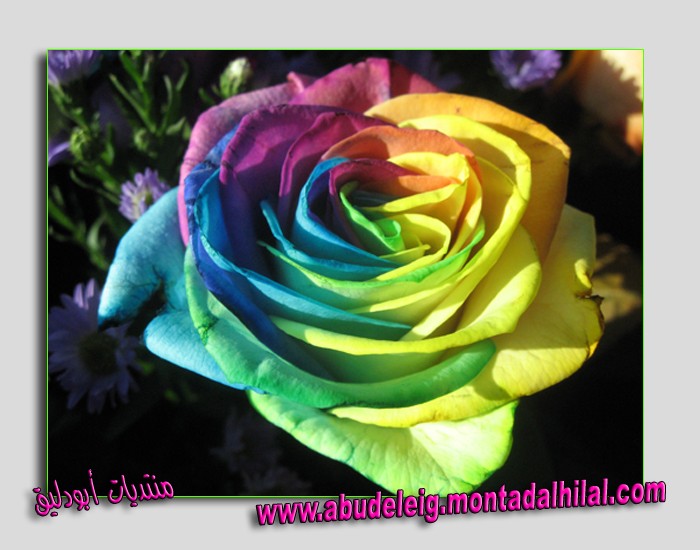 زهرة مهجنة بألوان عديدة ورائعة Zahra210