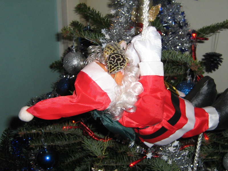 Concours photo :Vos reptiles devant votre sapins de noël ou une autres décoration de noël ! Img_6128