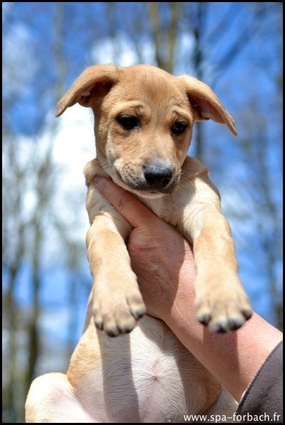 Chiots arrivés de Guadeloupe - Refuge SPA de Forbach Anais10