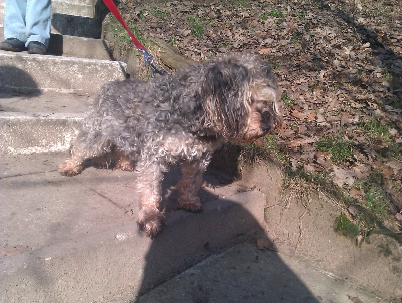 SOS Booba (caniche) et Fimette (croisée griffon) âgés de 3 et 14 ans ! Forbach Imag0412