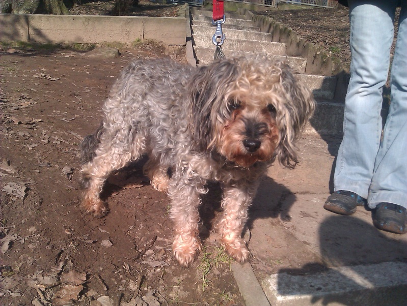 SOS Booba (caniche) et Fimette (croisée griffon) âgés de 3 et 14 ans ! Forbach Imag0413