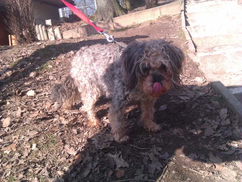 SOS Booba (caniche) et Fimette (croisée griffon) âgés de 3 et 14 ans ! Forbach Imag0414