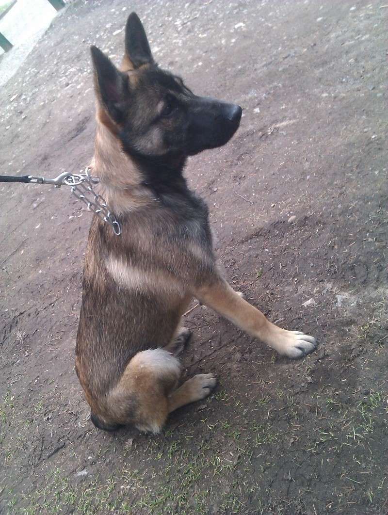 Bandit chiot malinois né en oct 2012 - Refuge SPA de Forbach Imag0612