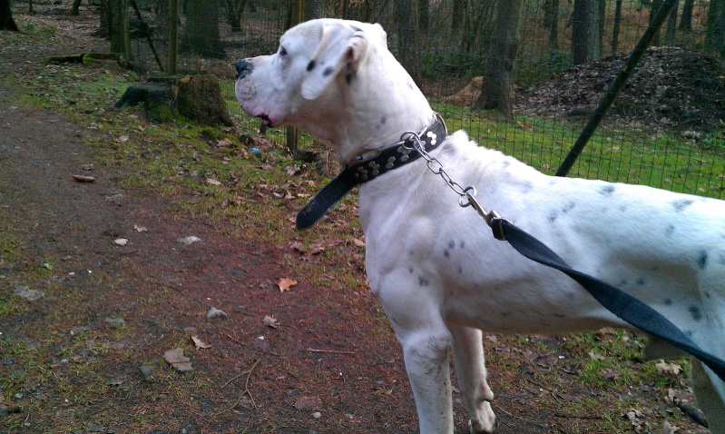 G-Tino magnifique dogue argentin né en 2011 - Refuge SPA de Forbach Imag3510