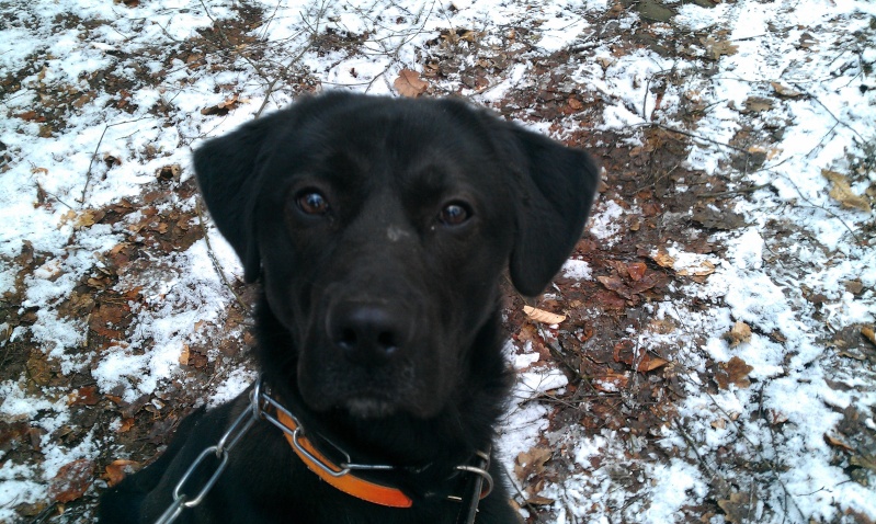 Bradley adorable croisé labrador noir né en 2012 - Refuge SPA de Forbach Imag3625