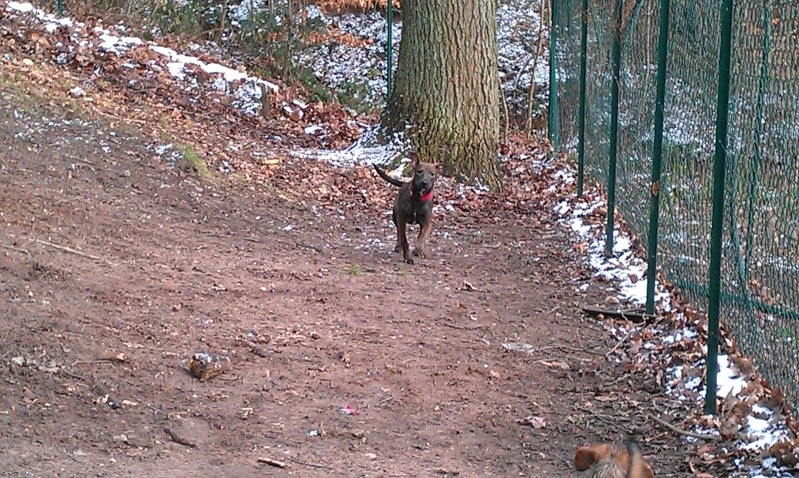 Chocolat, petite croisée berger de 5 mois - Forbach Imag3628