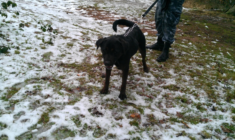 Strong adorable croisé labrador noir/bringé né en 2010 - Refuge SPA de Forbach Imag3724