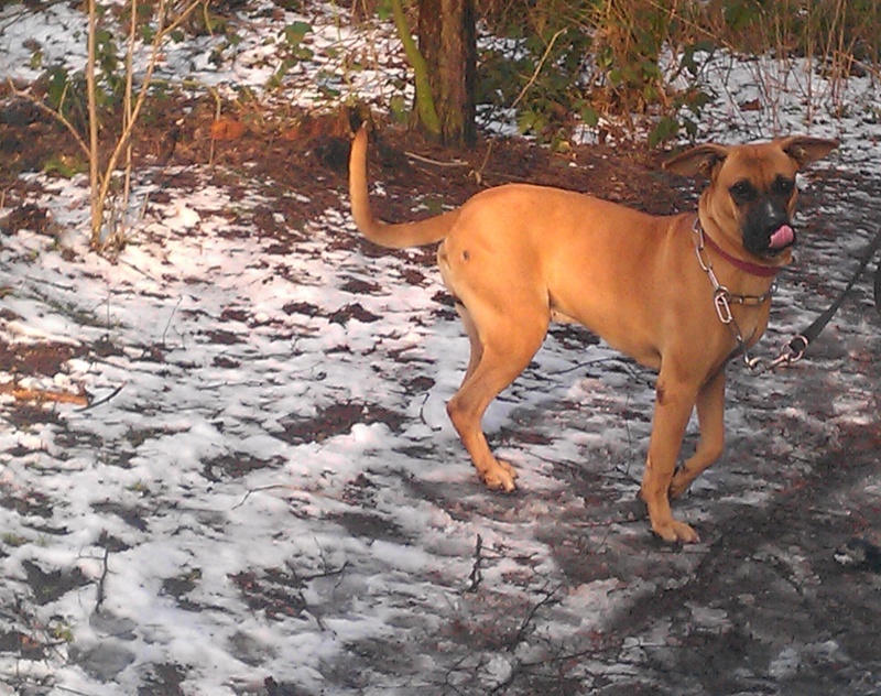 Dodge, croisé dogue de 3 ans - Forbach Imag3739