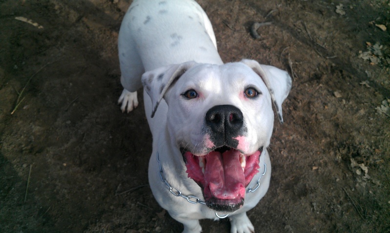 Laika superbe croisée dogue argentin - Refuge SPA de Forbach Imag4213