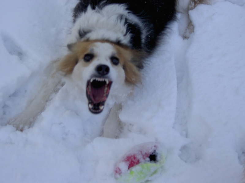 chiens à la neige Neige_12
