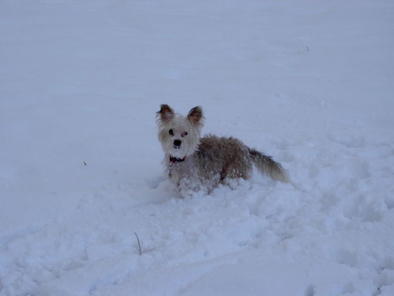 chiens à la neige Neige_13