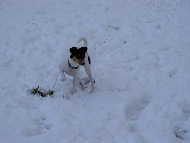 chiens à la neige Neige_14