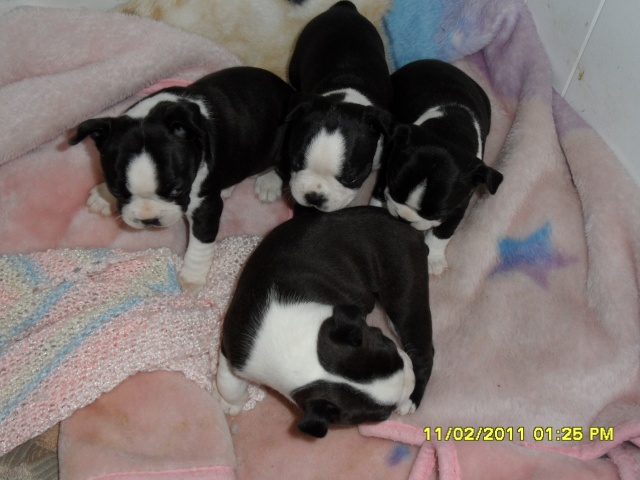 Chiots Boston Terrier a vendre Mollie17