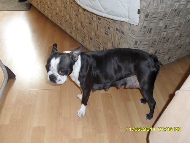 Chiots Boston Terrier a vendre Mollie18