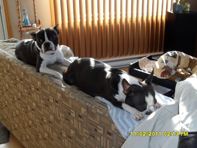 Chiots Boston Terrier a vendre Mollie19