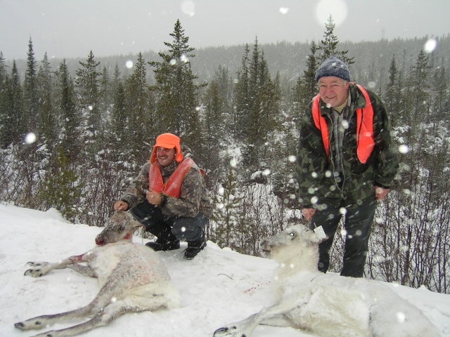 CHASSE CARIBOU 2008 (POURVOIRIE NOUCHIMI) Pict0622