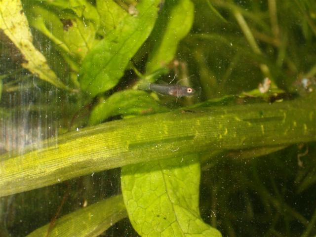 Ponte de mes Betta channoides (ex albimarginata) Photo_11