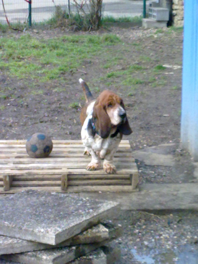 Anthea, basset hound de 9 ans 19022013