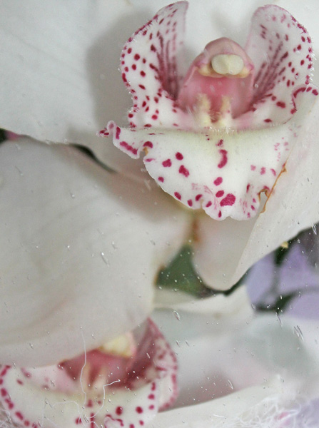 Orchides en Berry, mais  l'tat sauvage... Orchid10