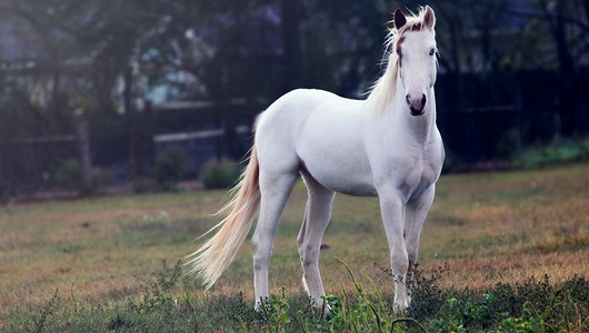 tennessee walking horse ✶ needless intension Twh1_110