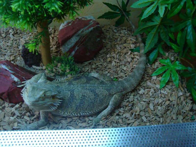 Pogona (mâle) Pogona11