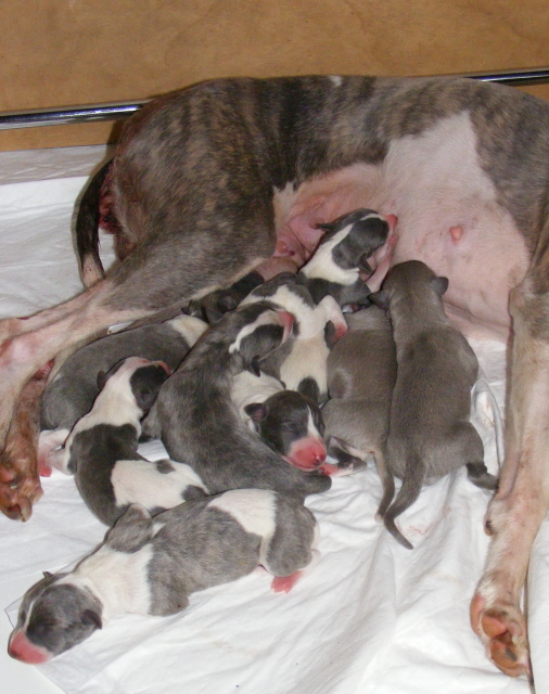 Des bébés whippet bien au chaud ????? - Page 4 712