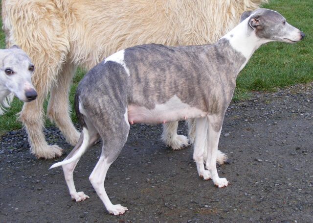 Des bébés whippet bien au chaud ????? - Page 2 Aqua211