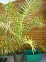 voici mon palmier Photo_21