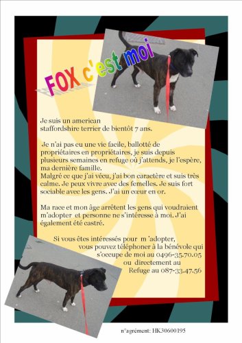 ANNONCE SANS NOUVELLES fox am staff de 7 ans a adopter 22104511