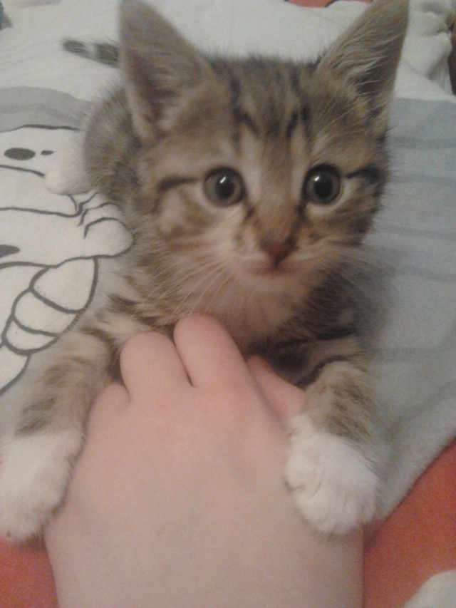 Tigrou & Chiper 2013-024