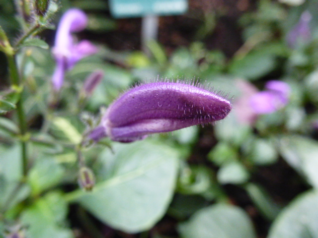 Quelques macros photos d' Acanthaceae 1ere série  Brilla10