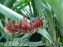 PITCAIRNIA imbricata  P1020229