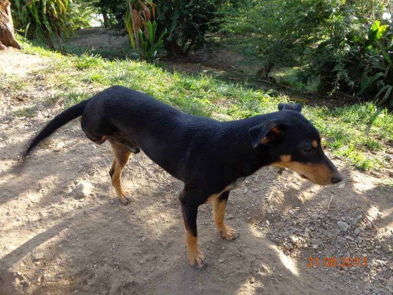 Whisky deux ans  croisé doberman ( 3 pattes) Whisky11